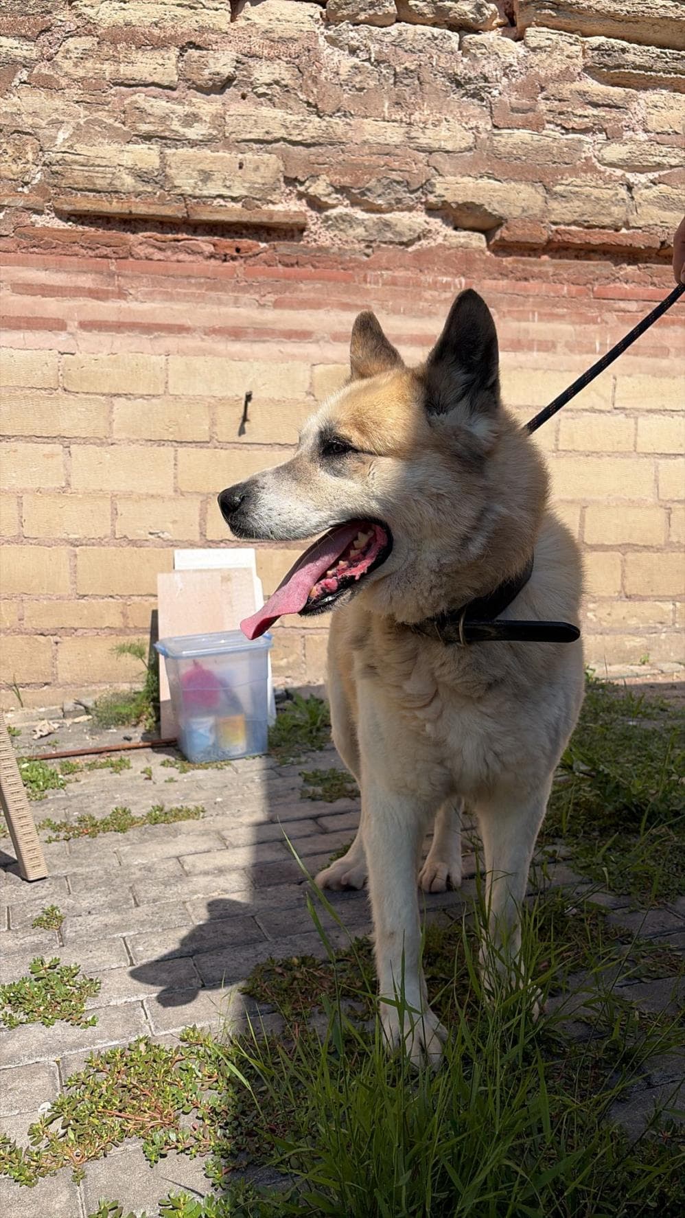 Fatih Boyka Samoyed Köpek fotoğrafı