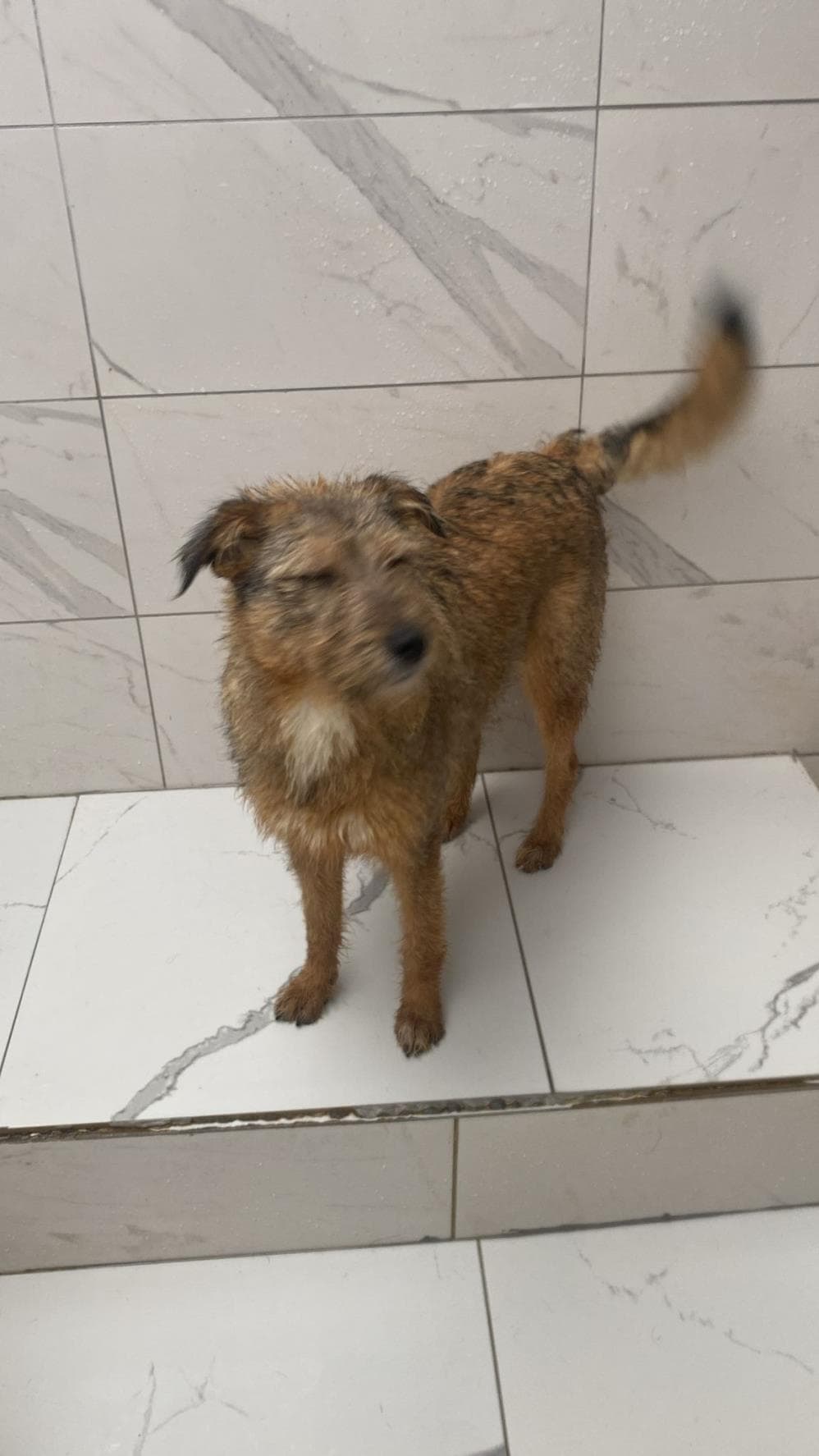 Fatih Elma Melez Köpek fotoğrafı