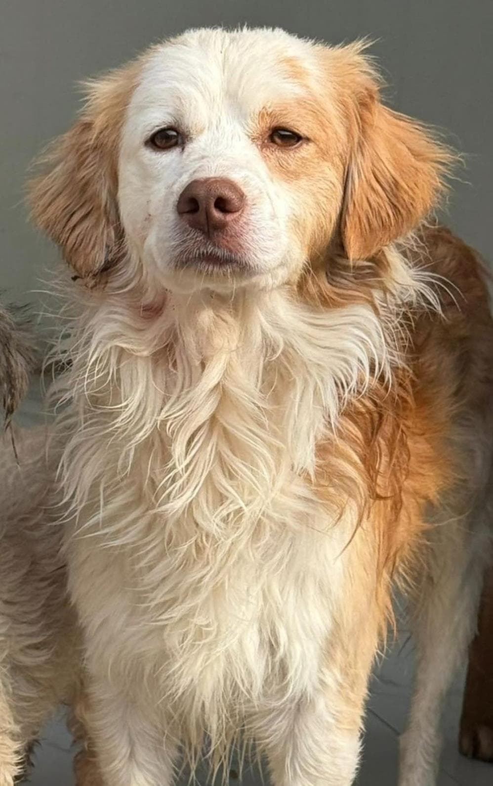 Fatih Suzi İngiliz Setter Köpek fotoğrafı