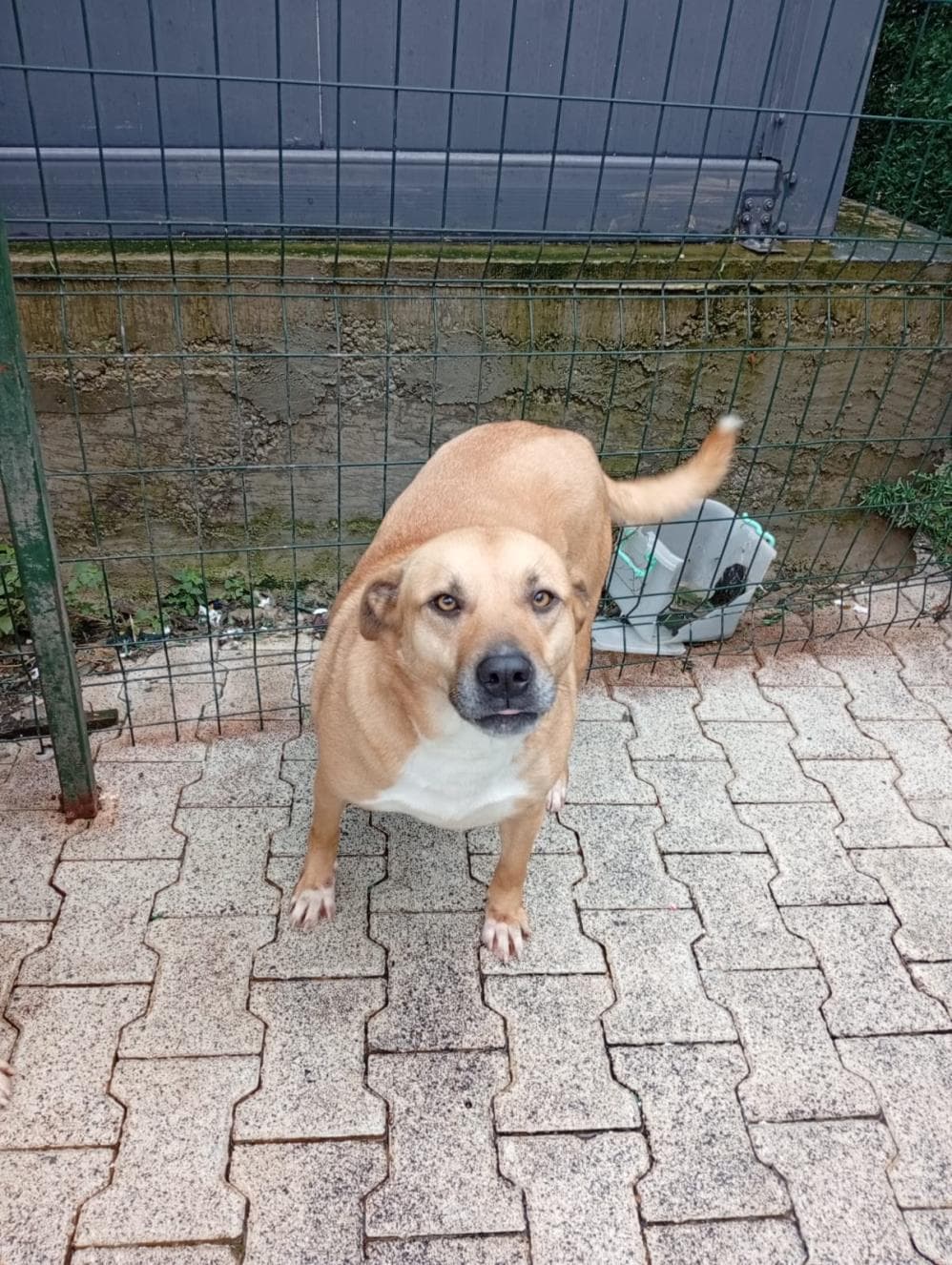 Fatih Balım Melez Köpek fotoğrafı