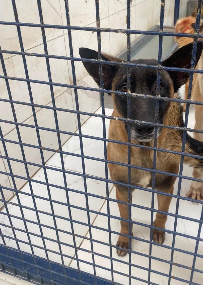 Fatih Thor Belçika Kurt Köpeği Köpek fotoğrafı