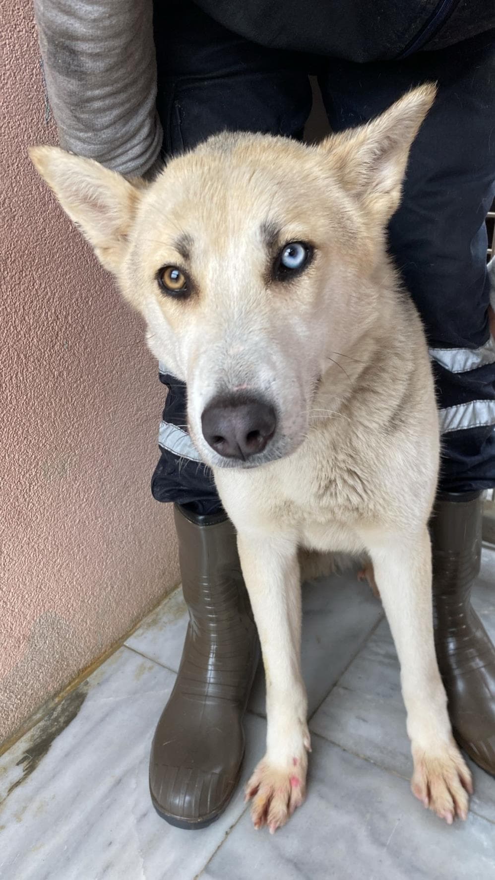 Fatih Köfte Melez Köpek fotoğrafı