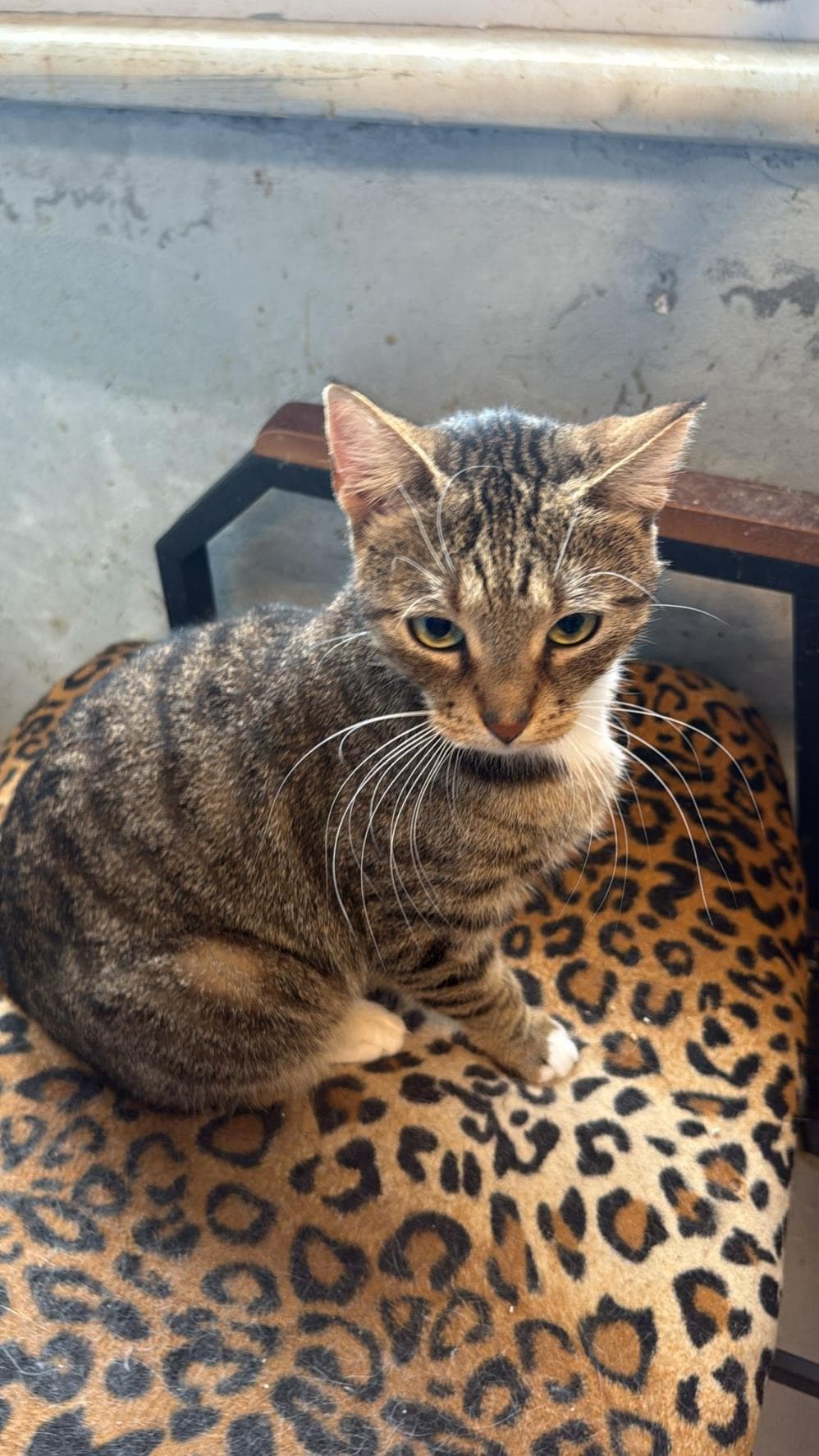 Fatih Şirin Tekir Kedi fotoğrafı