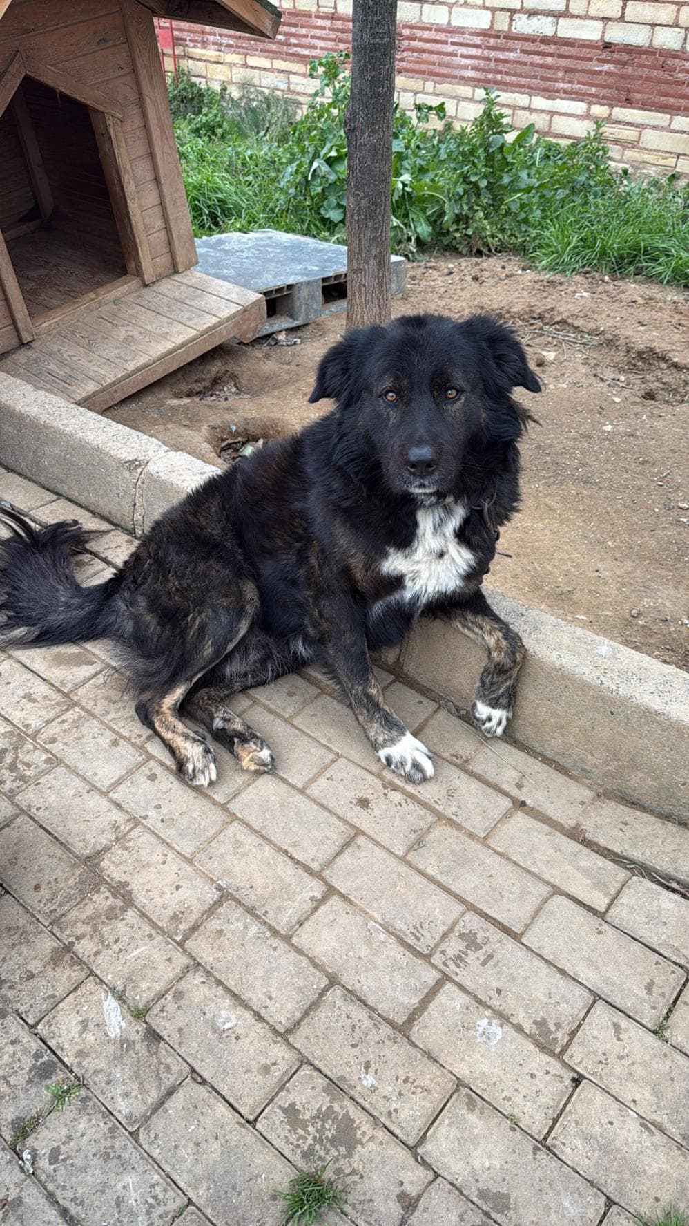 Fatih Panço Anadolu Çoban Köpeği Köpek fotoğrafı