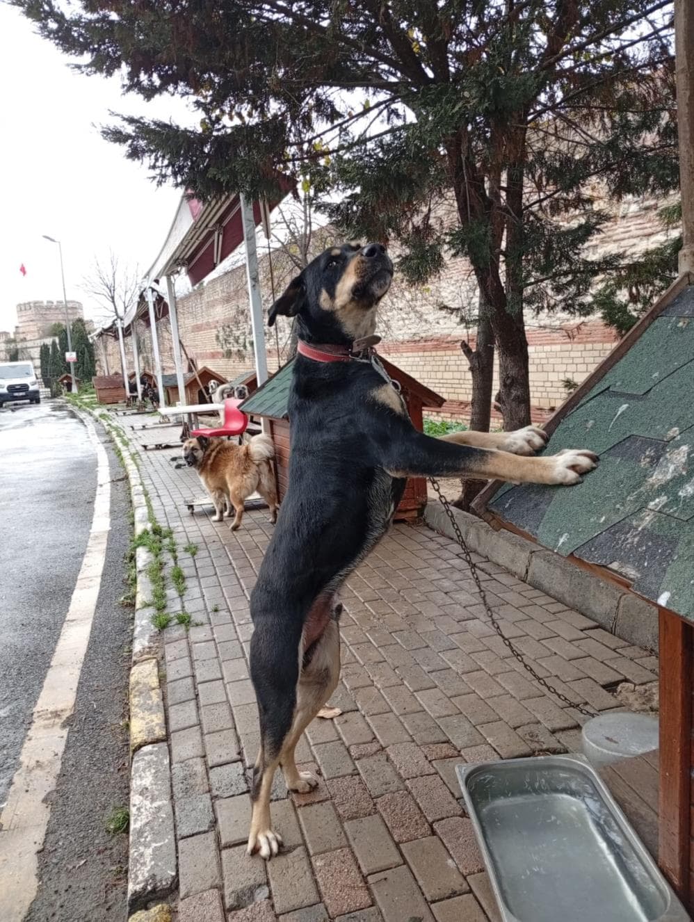 Fatih Latte Rottweiler Köpek fotoğrafı