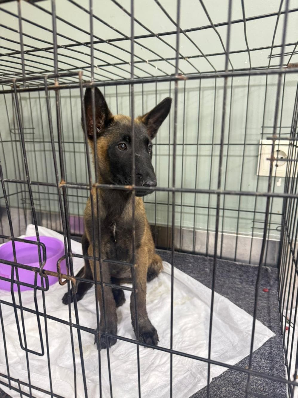 Fatih Şila Belçika Kurt Köpeği Köpek fotoğrafı