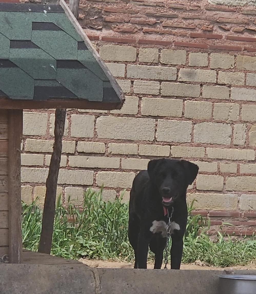 Fatih Çiko Melez Köpek fotoğrafı