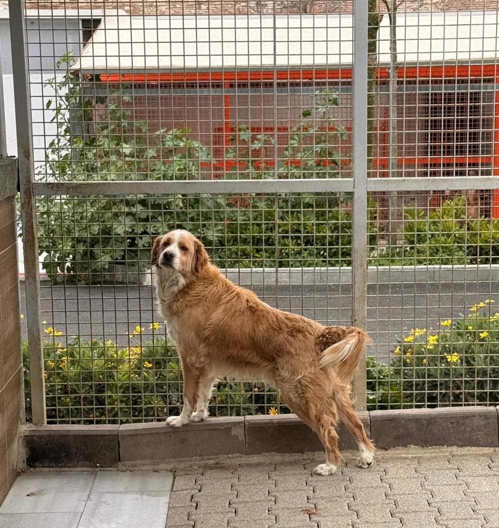 Fatih Bambi Melez Köpek fotoğrafı