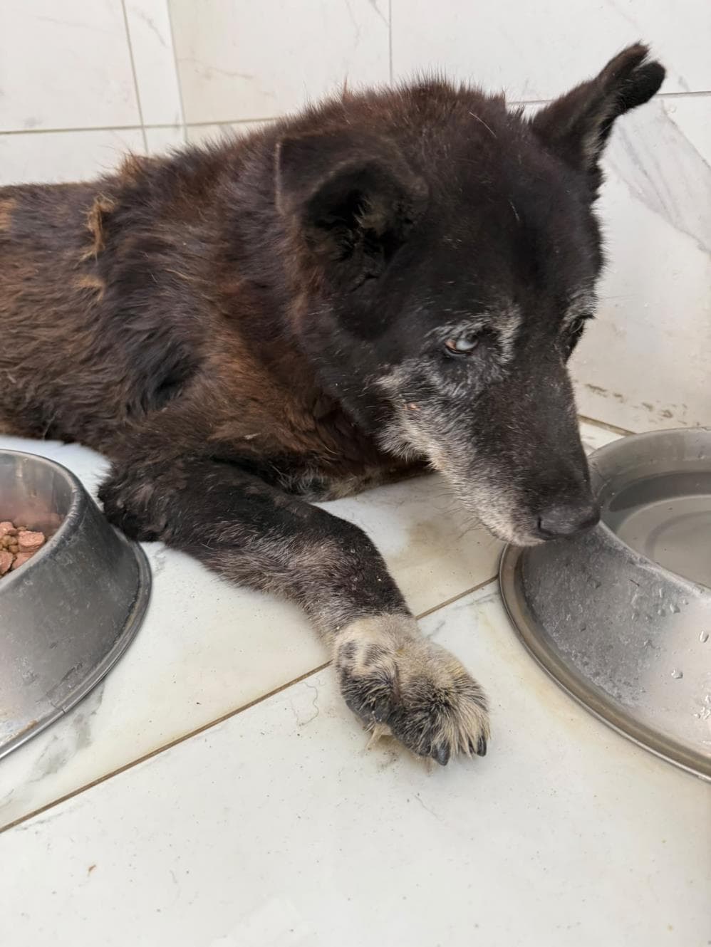 Fatih Arko Melez Köpek fotoğrafı