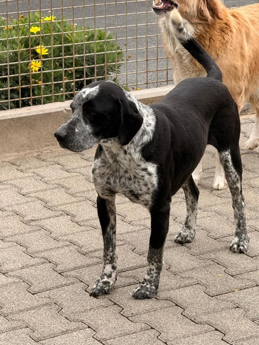 Fatih Kara Av Köpeği Köpek fotoğrafı