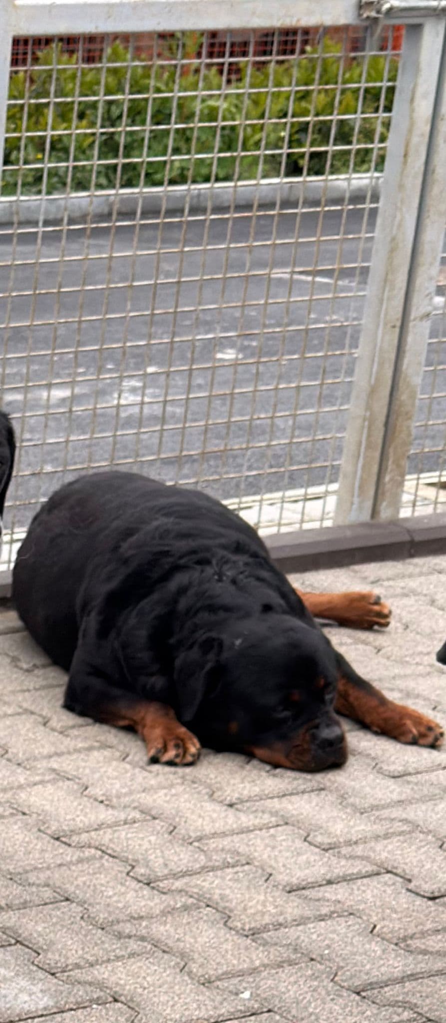 Fatih Pars Rottweiler Köpek fotoğrafı