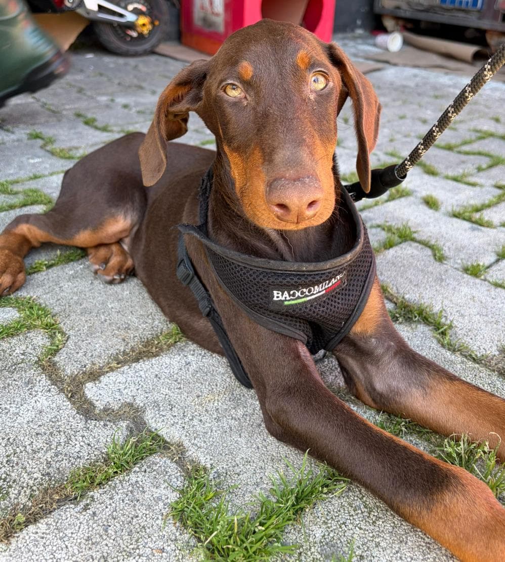 Fatih Dogi Doberman Köpek fotoğrafı