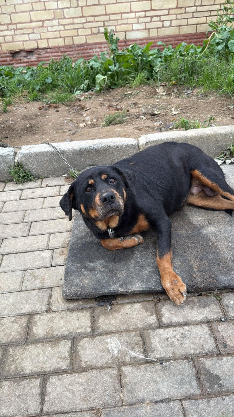 Fatih Tedy Rottweiler Köpek fotoğrafı