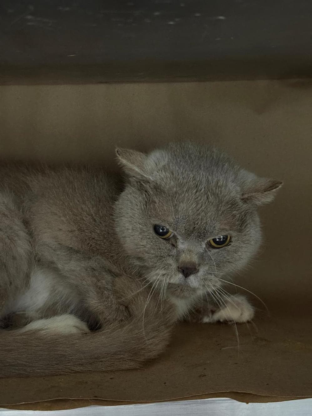 Fatih Pamuk British Shorthair Kedi fotoğrafı
