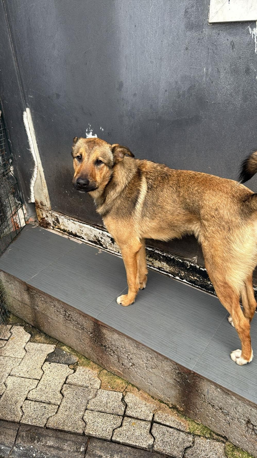 Fatih Mısra Melez Köpek fotoğrafı