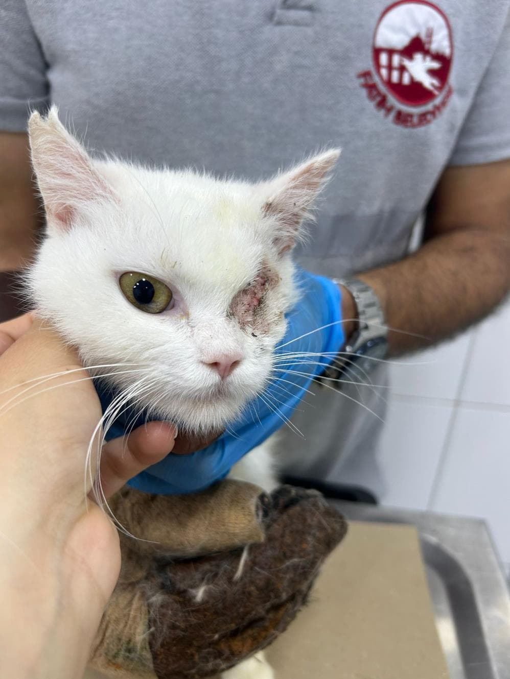 Fatih Lokum Melez Köpek fotoğrafı