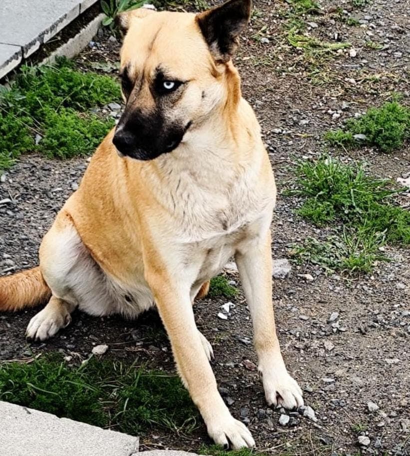 Fatih Maviş Melez Köpek fotoğrafı