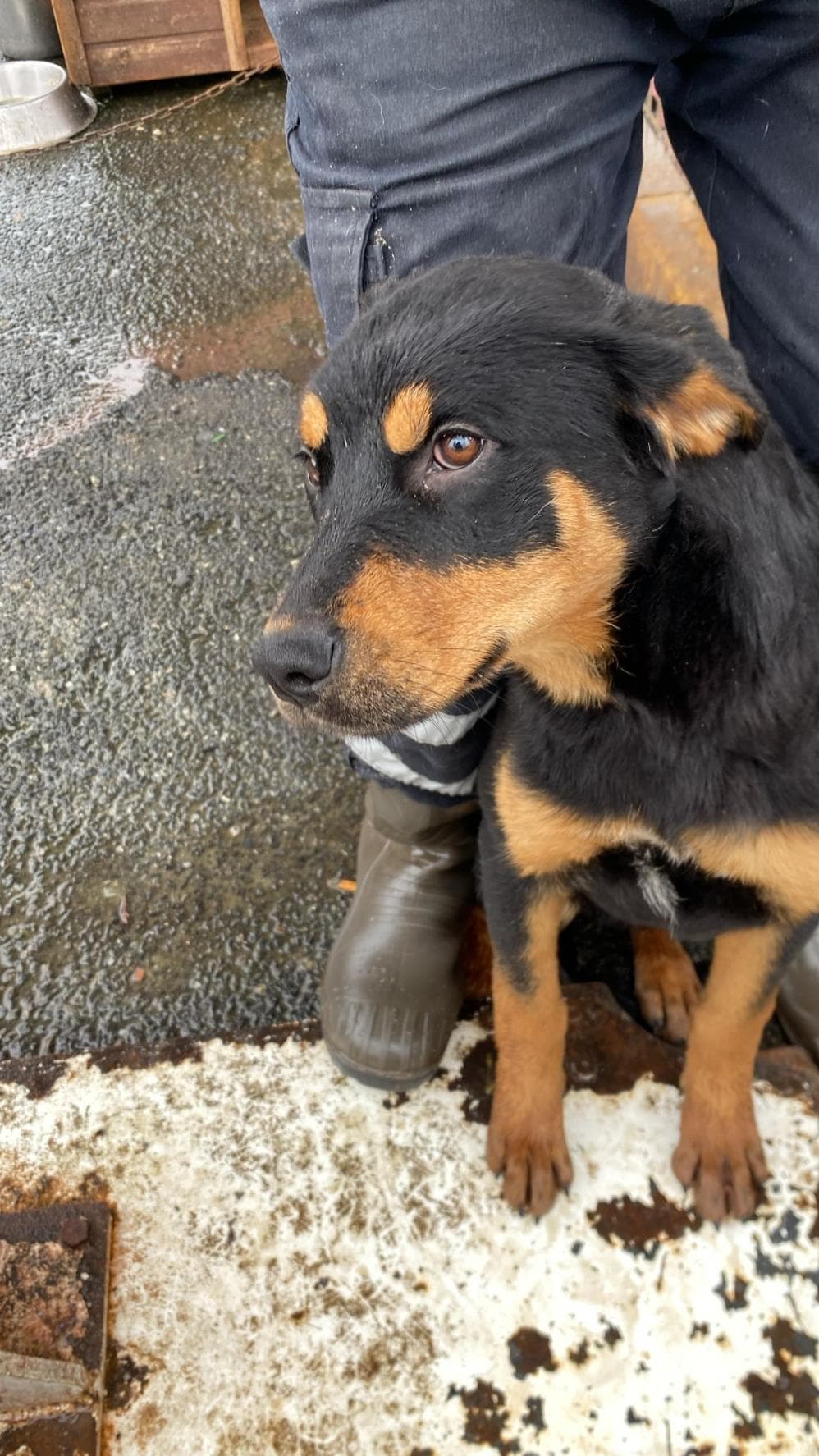Fatih Poli Rottweiler Köpek fotoğrafı