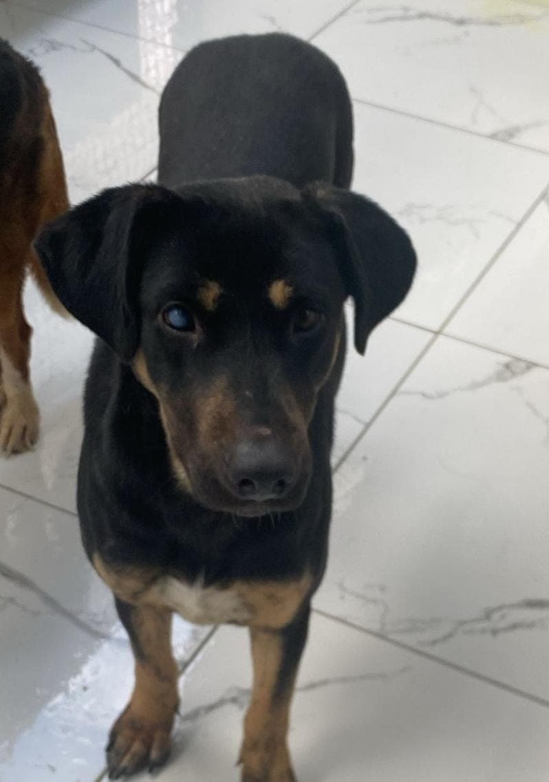 Fatih Lili Melez Köpek fotoğrafı