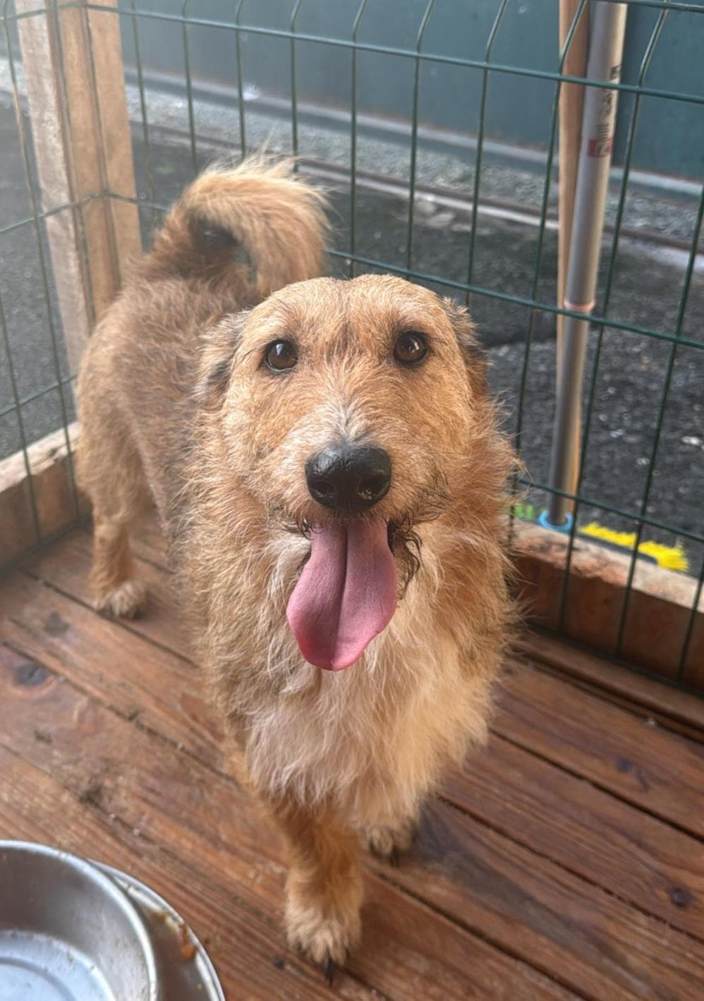 Fatih Krep Melez Köpek fotoğrafı