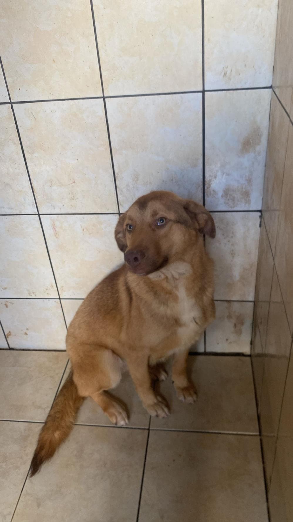 Fatih Gofret Melez Köpek fotoğrafı