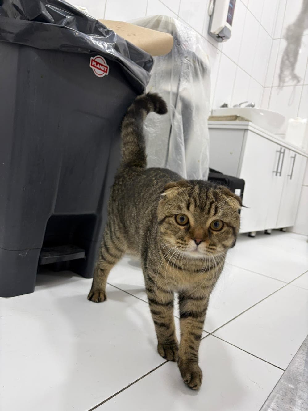 Fatih Rattan Melez Köpek fotoğrafı