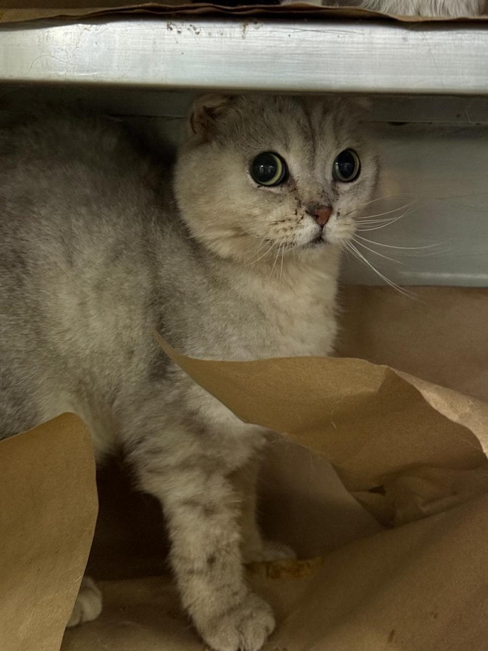 Fatih Olips Scottish Fold Kedi fotoğrafı