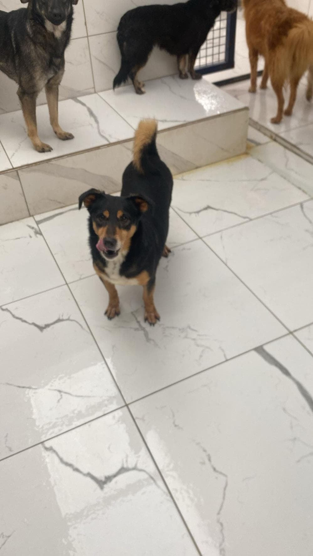 Fatih Havuç Melez Köpek fotoğrafı