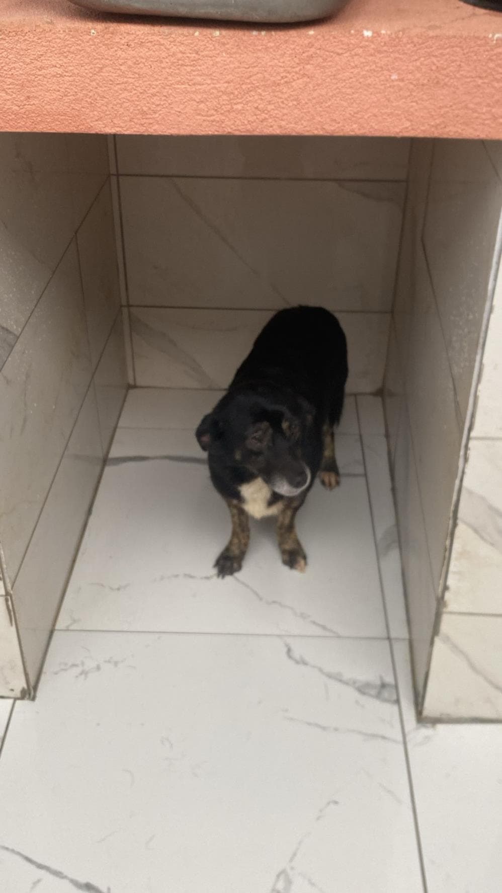 Fatih Fiona Melez Köpek fotoğrafı