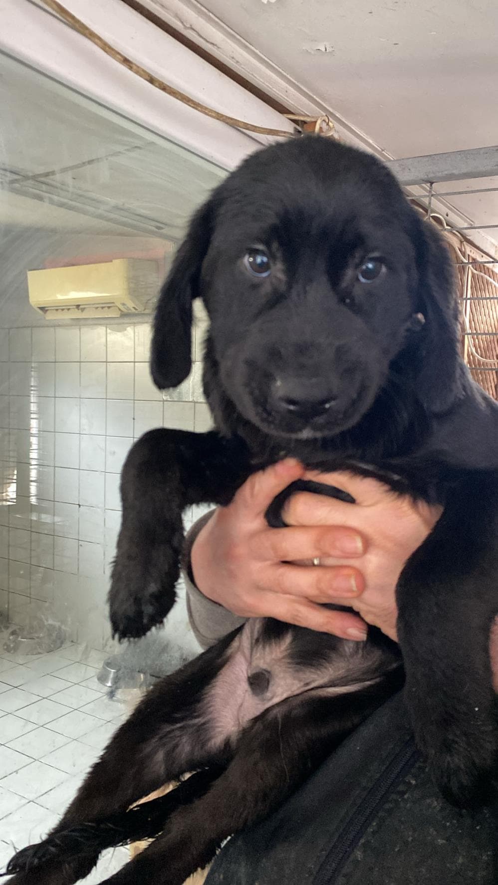 Fatih Kömür Labrador Retriever Köpek fotoğrafı