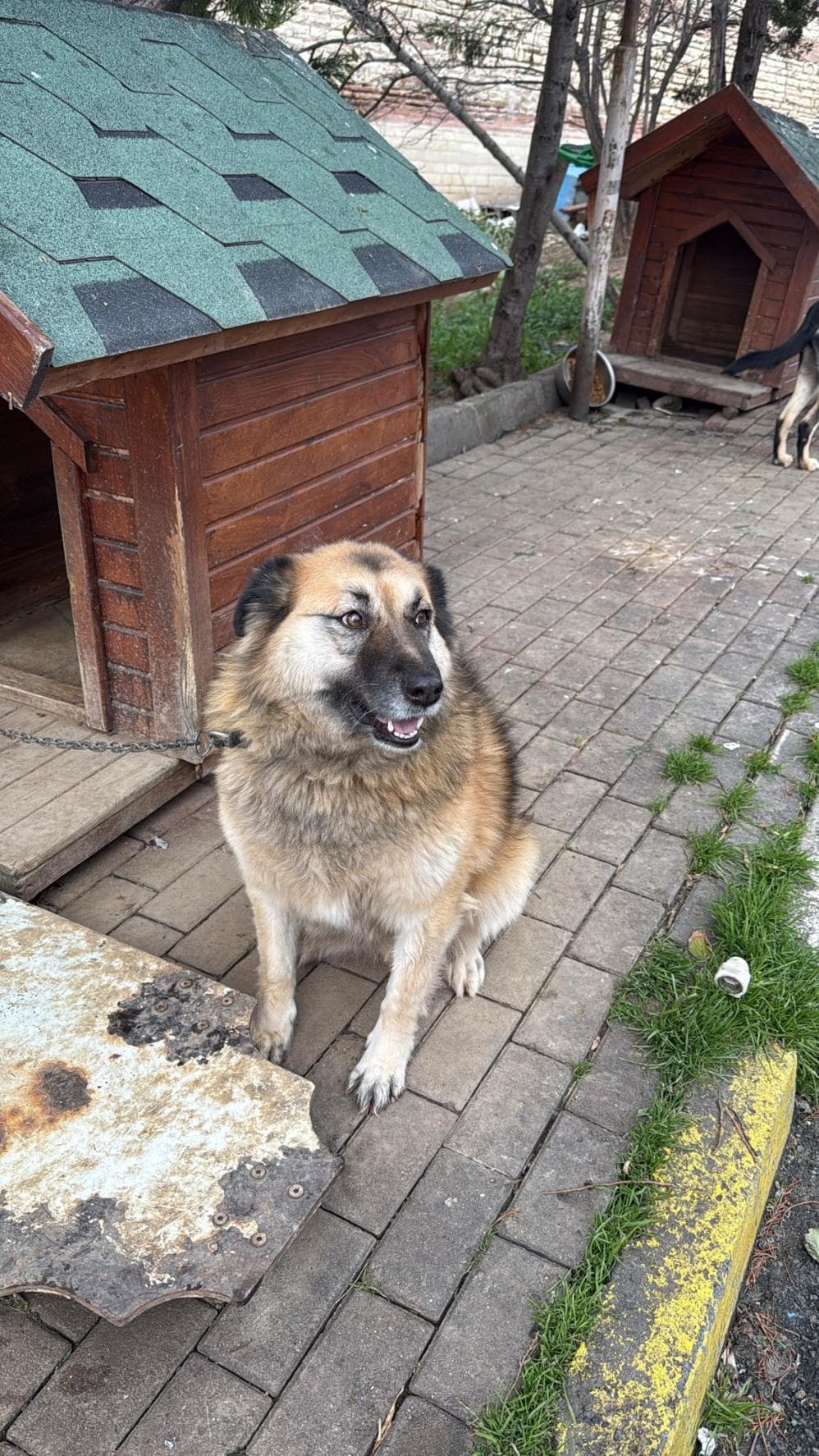 Fatih Yağmur Anadolu Çoban Köpeği Köpek fotoğrafı