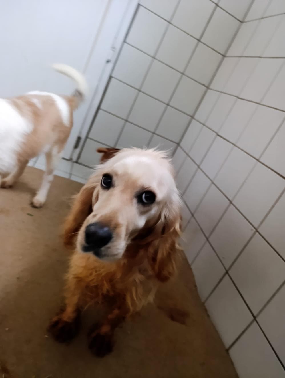 Fatih Sasha American Cocker Spaniel Köpek fotoğrafı