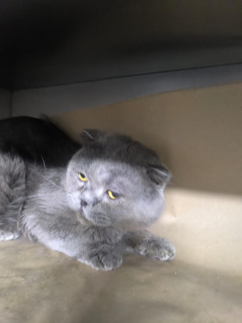 Fatih Zeus Scottish Fold Kedi fotoğrafı