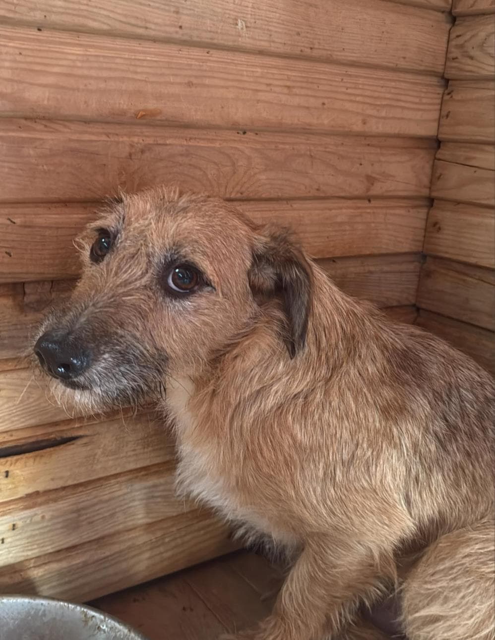 Fatih Huysuz Melez Köpek fotoğrafı