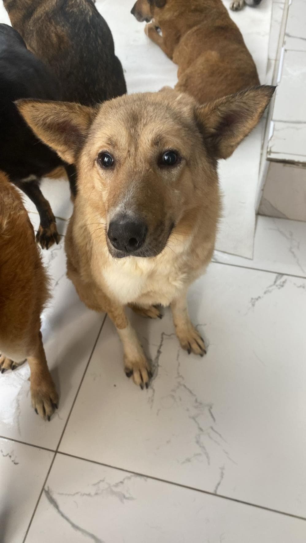 Fatih Pan Melez Köpek fotoğrafı