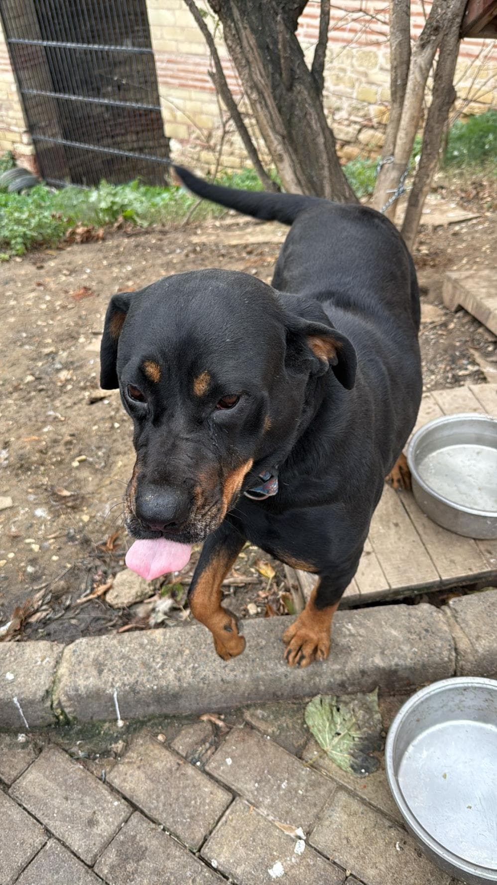 Fatih Betty Rottweiler Köpek fotoğrafı
