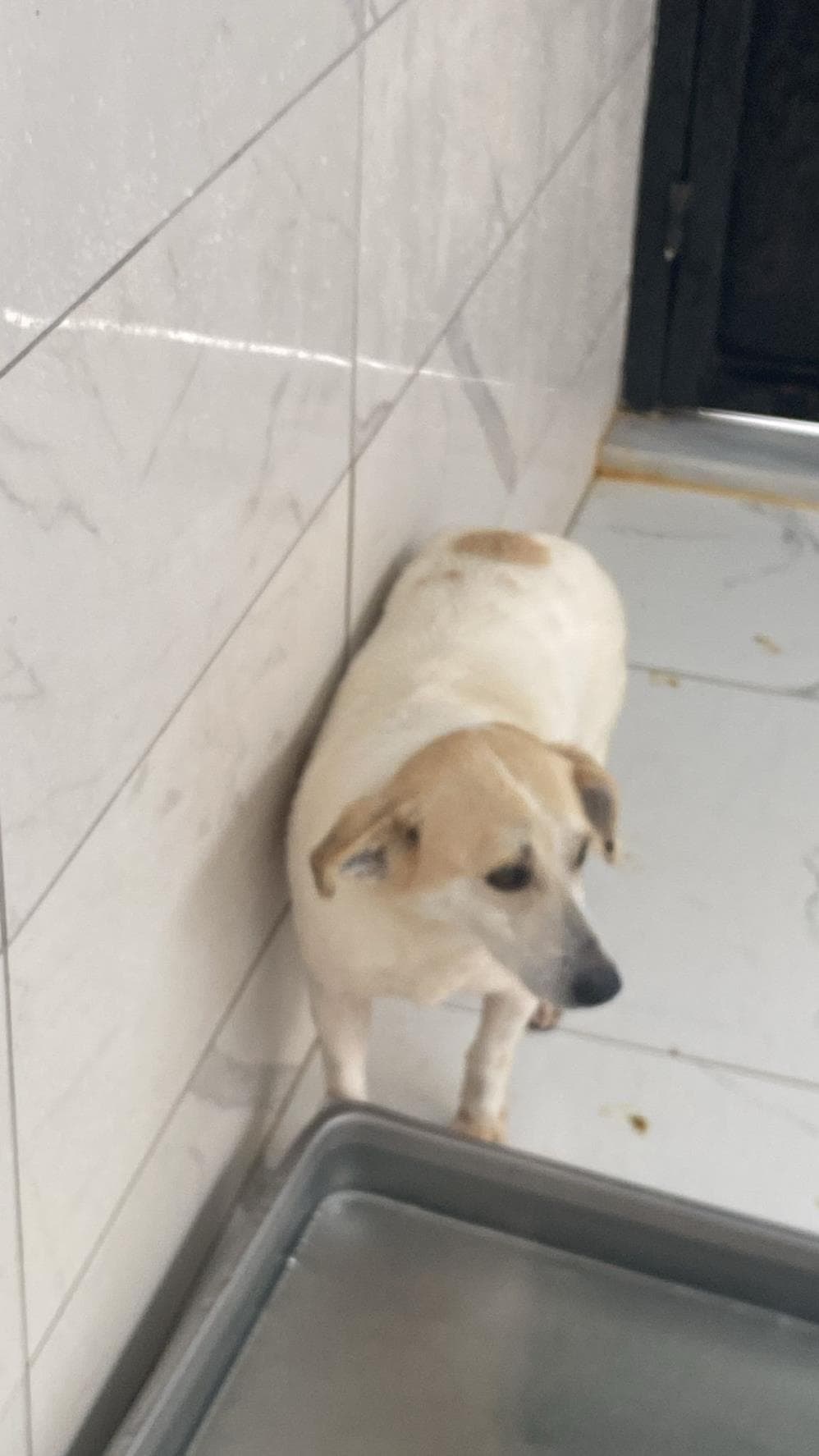 Fatih Çorap Melez Köpek fotoğrafı