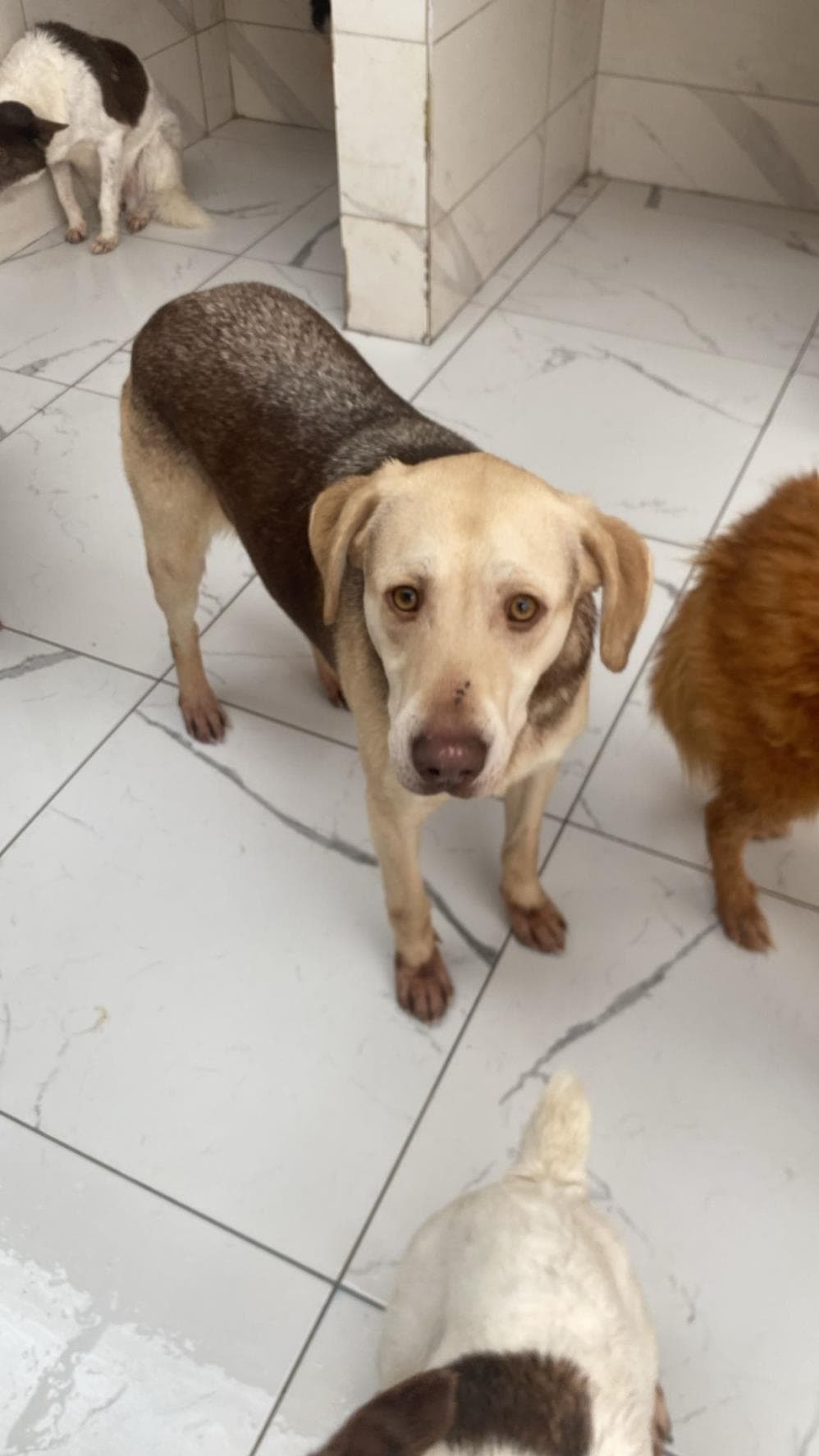 Fatih Moon Melez Köpek fotoğrafı