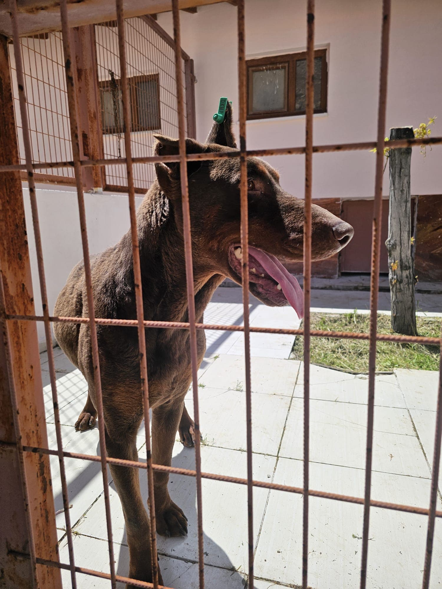 Elazig Doberman 12 Doberman Köpek fotoğrafı