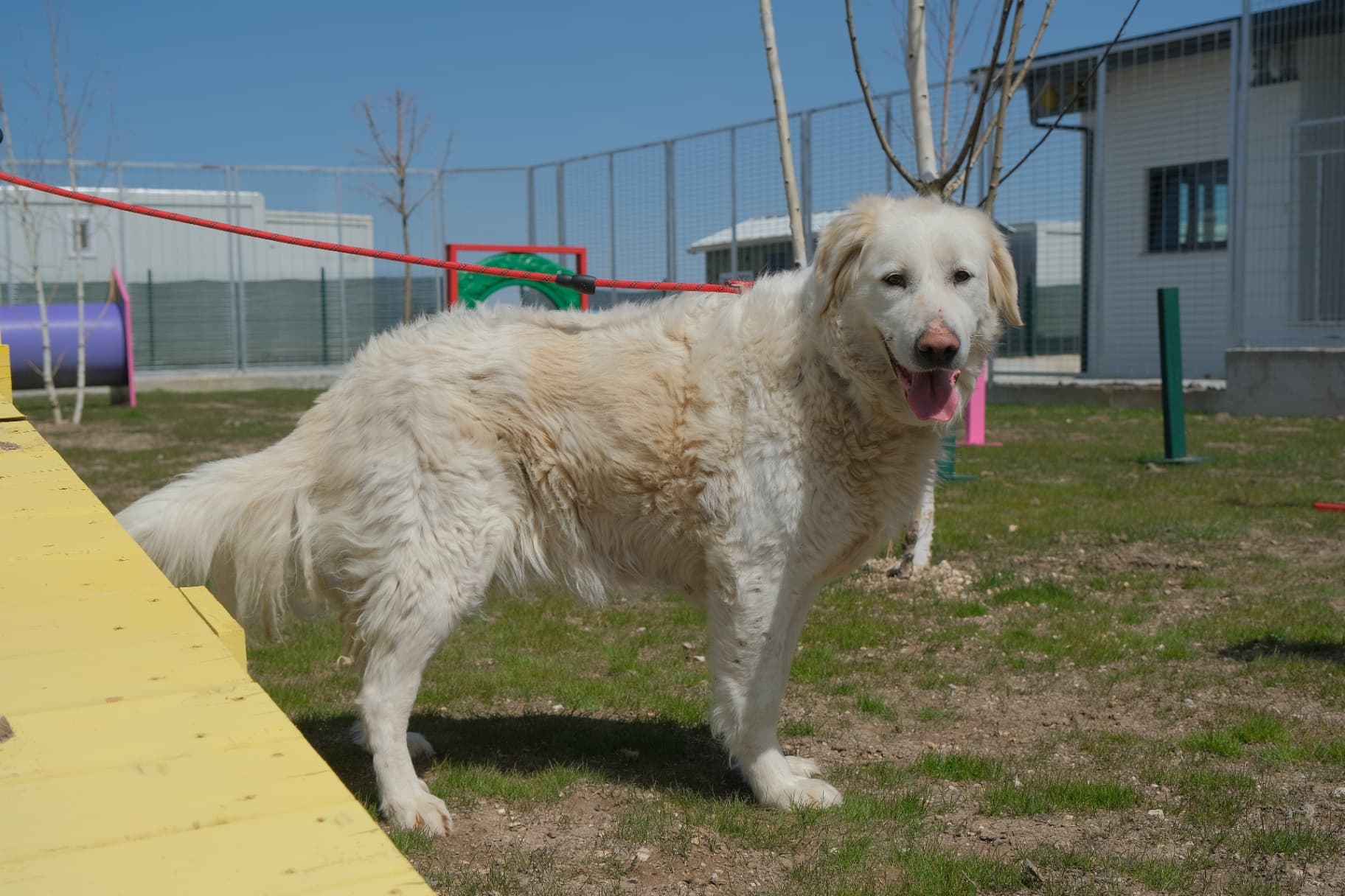 Eskisehir Espati Bulut Melez Köpek fotoğrafı