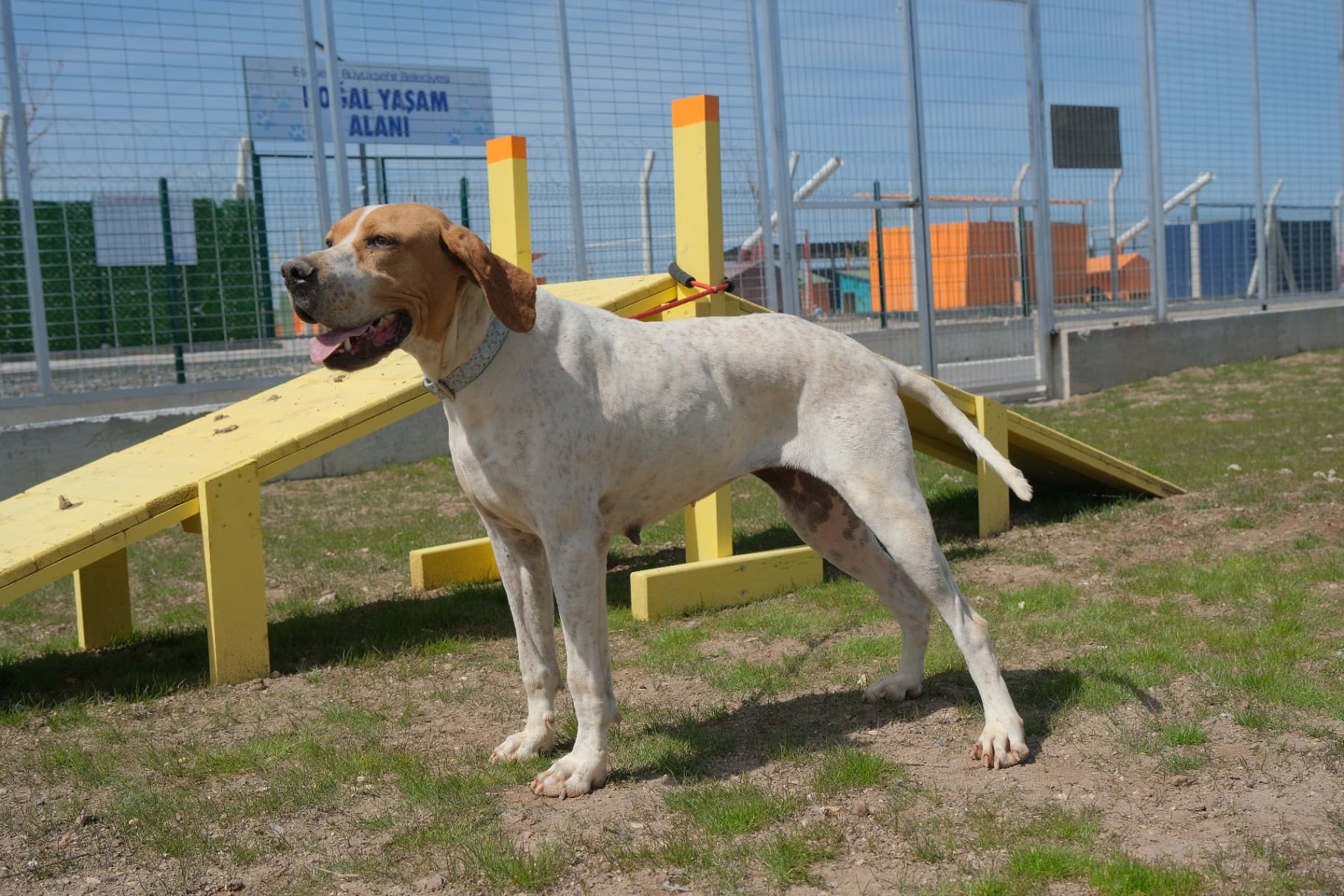 Eskisehir Espati Fişek Melez Köpek fotoğrafı