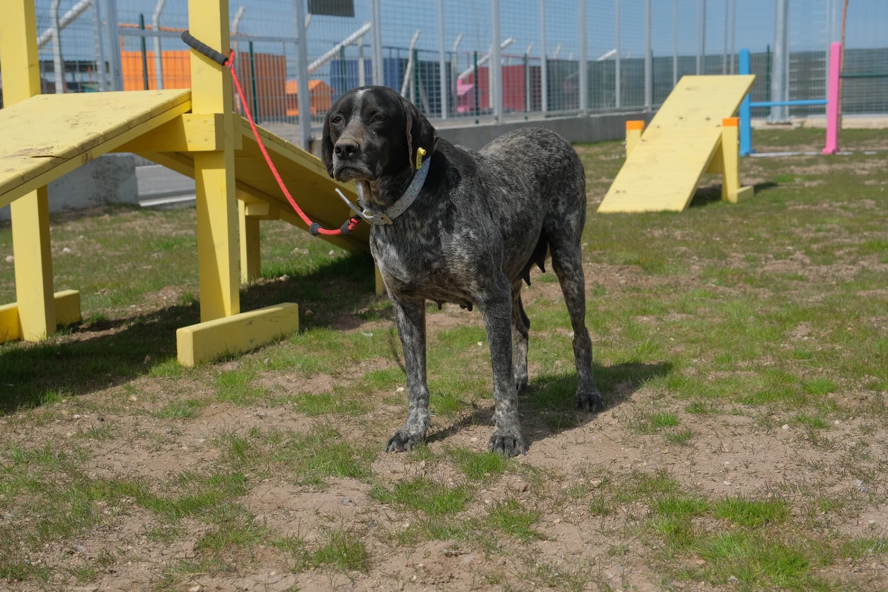 Eskisehir Espati Zeytin Melez Köpek fotoğrafı