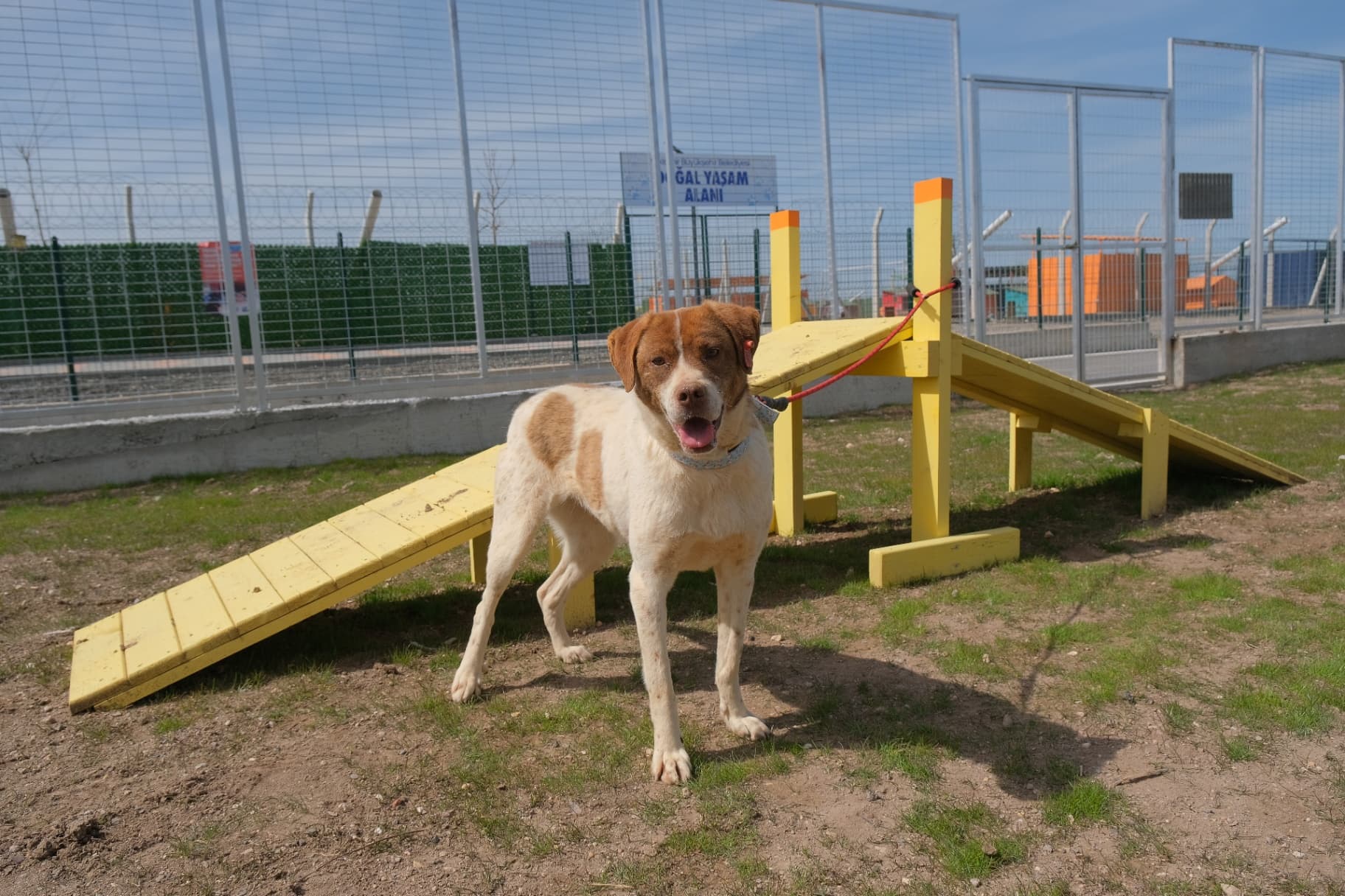 Eskisehir Espati Çakıl Melez Köpek fotoğrafı
