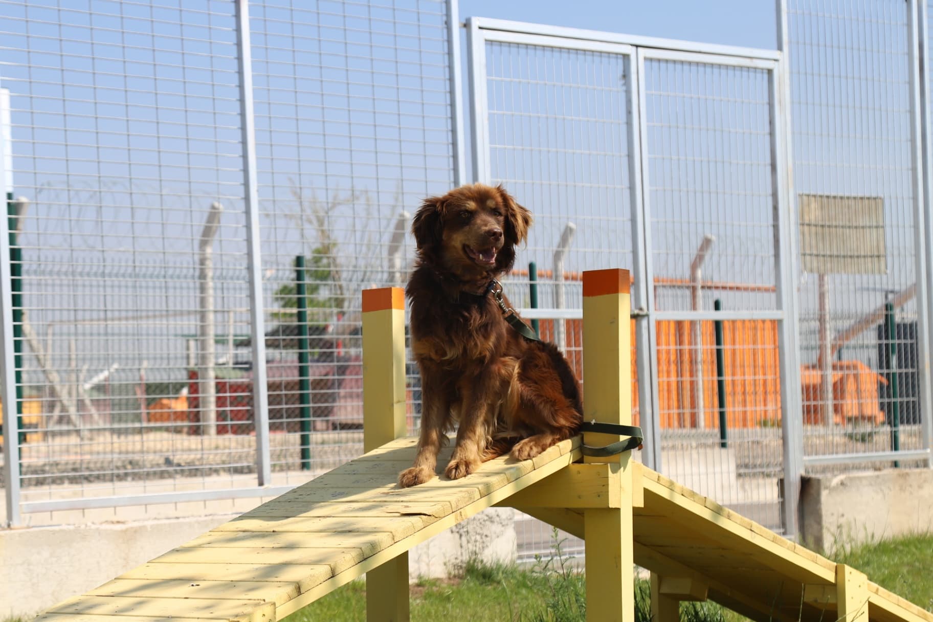 Eskisehir Espati Leo Melez Köpek fotoğrafı