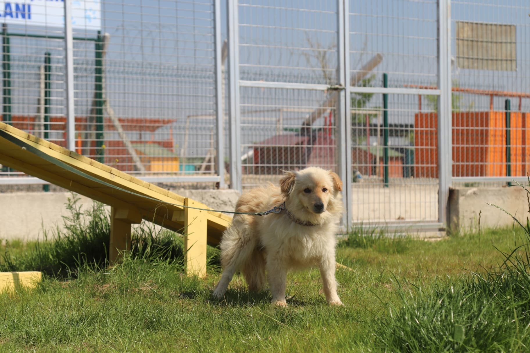 Eskisehir Espati Fifi Melez Köpek fotoğrafı
