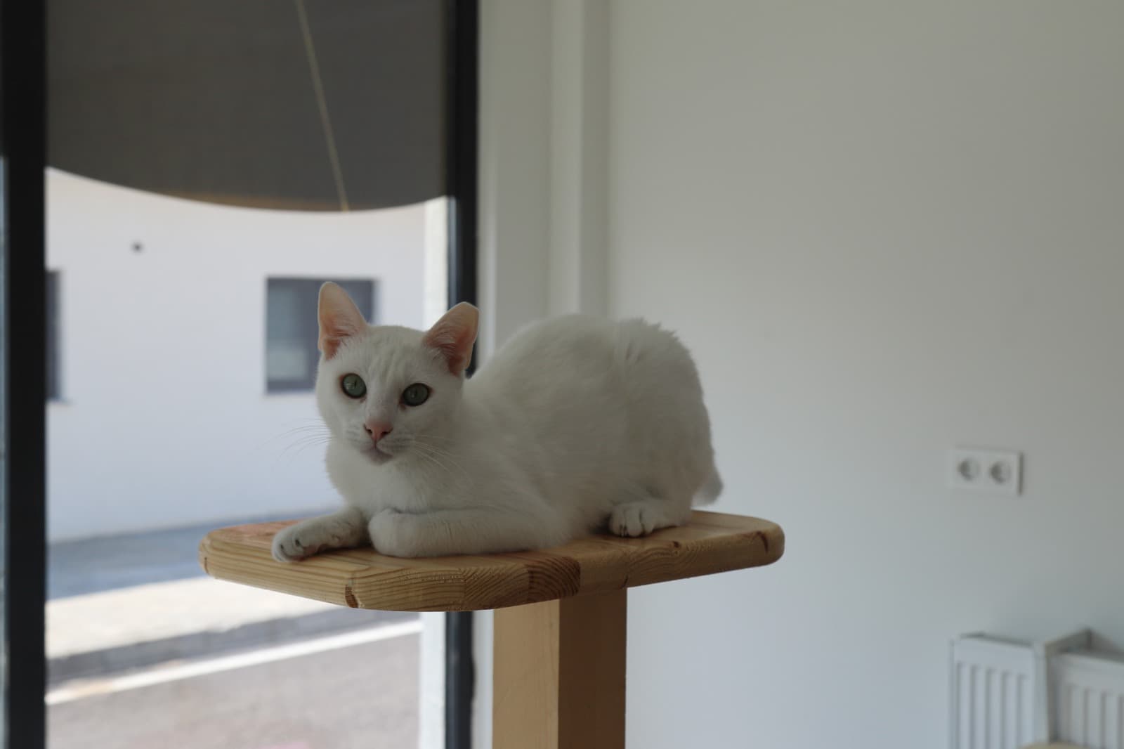 Eskisehir Espati Sütlaç Melez Kedi fotoğrafı