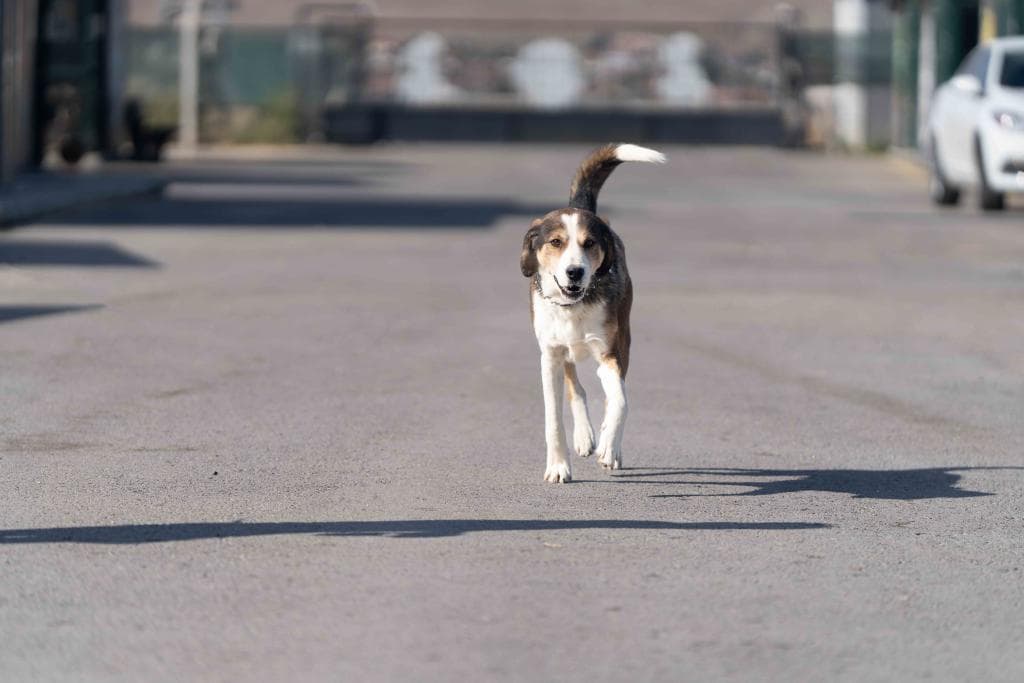 Dost Melez Uysal, Çok Sevecen, Oyuncu Bir Can Dostumuz Sahiplen Hayvan Barınağı İletişim 0(312) 485 54 55 Gölbek Yolu 5. Km Gölbaşı/ankara Ziyaret Saatleri Çarşamba Saat 14:00 - 16:00 Arası Cumartesi Saat 11:00 - 13:00 Arası Gölbaşı Belediyesi Tüm Hakları Saklıdır. Köpek, Ankara