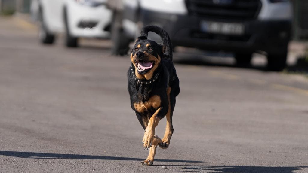 Kral Rottweiler Çok Oyuncu, Sevecen Ve Uysal Sahiplen Hayvan Barınağı İletişim 0(312) 485 54 55 Gölbek Yolu 5. Km Gölbaşı/ankara Ziyaret Saatleri Çarşamba Saat 14:00 - 16:00 Arası Cumartesi Saat 11:00 - 13:00 Arası Gölbaşı Belediyesi Tüm Hakları Saklıdır. Köpek, Ankara