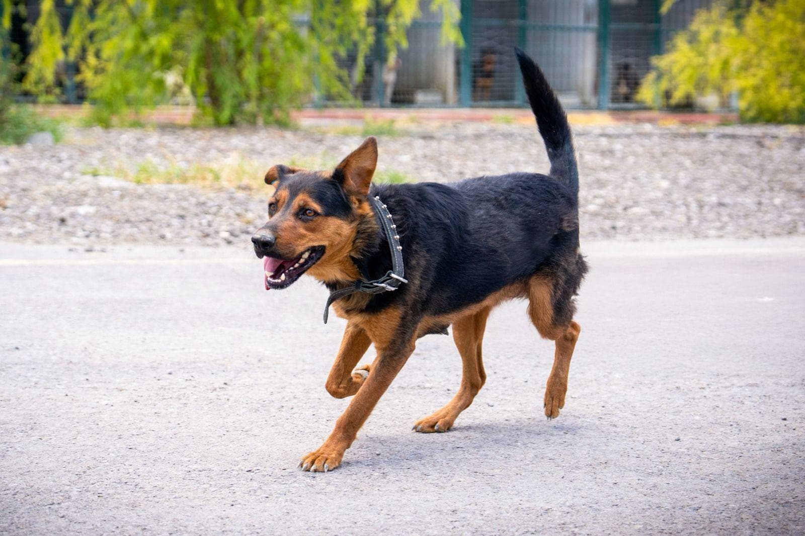 Arap Rottweiler Hareketli Ve Sevecen Sahiplen Hayvan Barınağı İletişim 0(312) 485 54 55 Gölbek Yolu 5. Km Gölbaşı/ankara Ziyaret Saatleri Çarşamba Saat 14:00 - 16:00 Arası Cumartesi Saat 11:00 - 13:00 Arası Gölbaşı Belediyesi Tüm Hakları Saklıdır. Köpek, Ankara