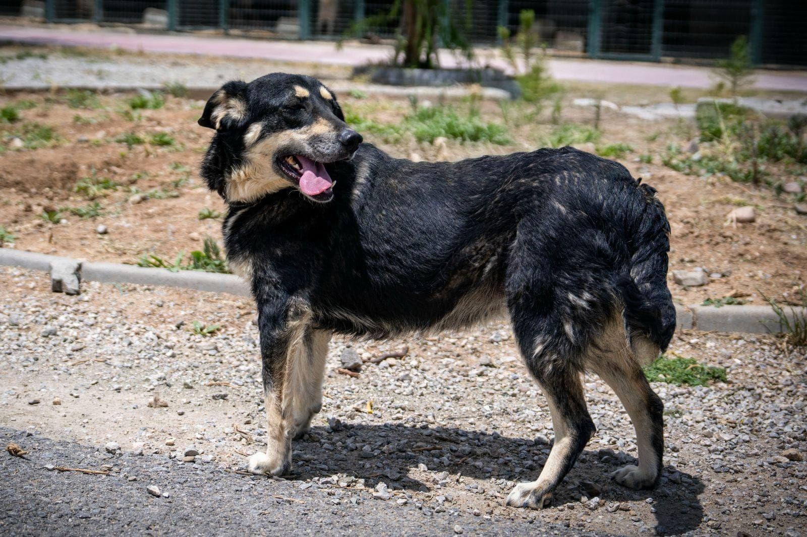 Hera Melez Çok Sevecen Ve Oyuncu Sahiplen Hayvan Barınağı İletişim 0(312) 485 54 55 Gölbek Yolu 5. Km Gölbaşı/ankara Ziyaret Saatleri Çarşamba Saat 14:00 - 16:00 Arası Cumartesi Saat 11:00 - 13:00 Arası Gölbaşı Belediyesi Tüm Hakları Saklıdır. Köpek, Ankara